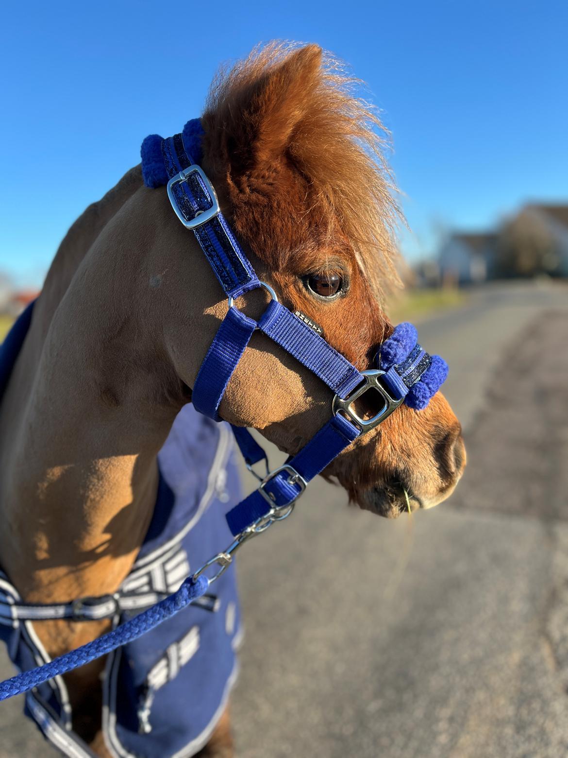 Dansk Miniature SØSTED'S RED MIDNIGHT STAR billede 15