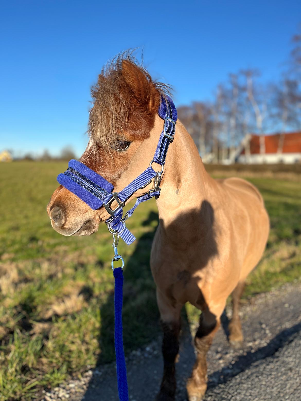 Dansk Miniature SØSTED'S RED MIDNIGHT STAR billede 14