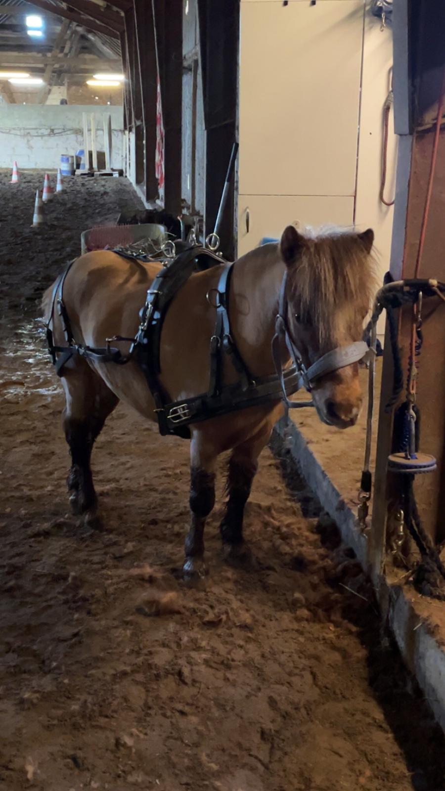 Dansk Miniature SØSTED'S RED MIDNIGHT STAR billede 16