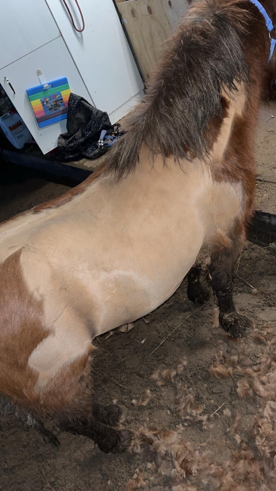 Dansk Miniature SØSTED'S RED MIDNIGHT STAR billede 17