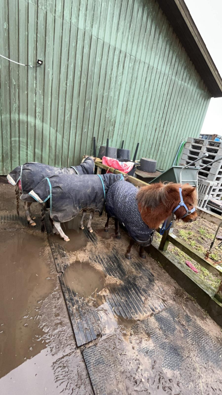 Dansk Miniature SØSTED'S RED MIDNIGHT STAR billede 18