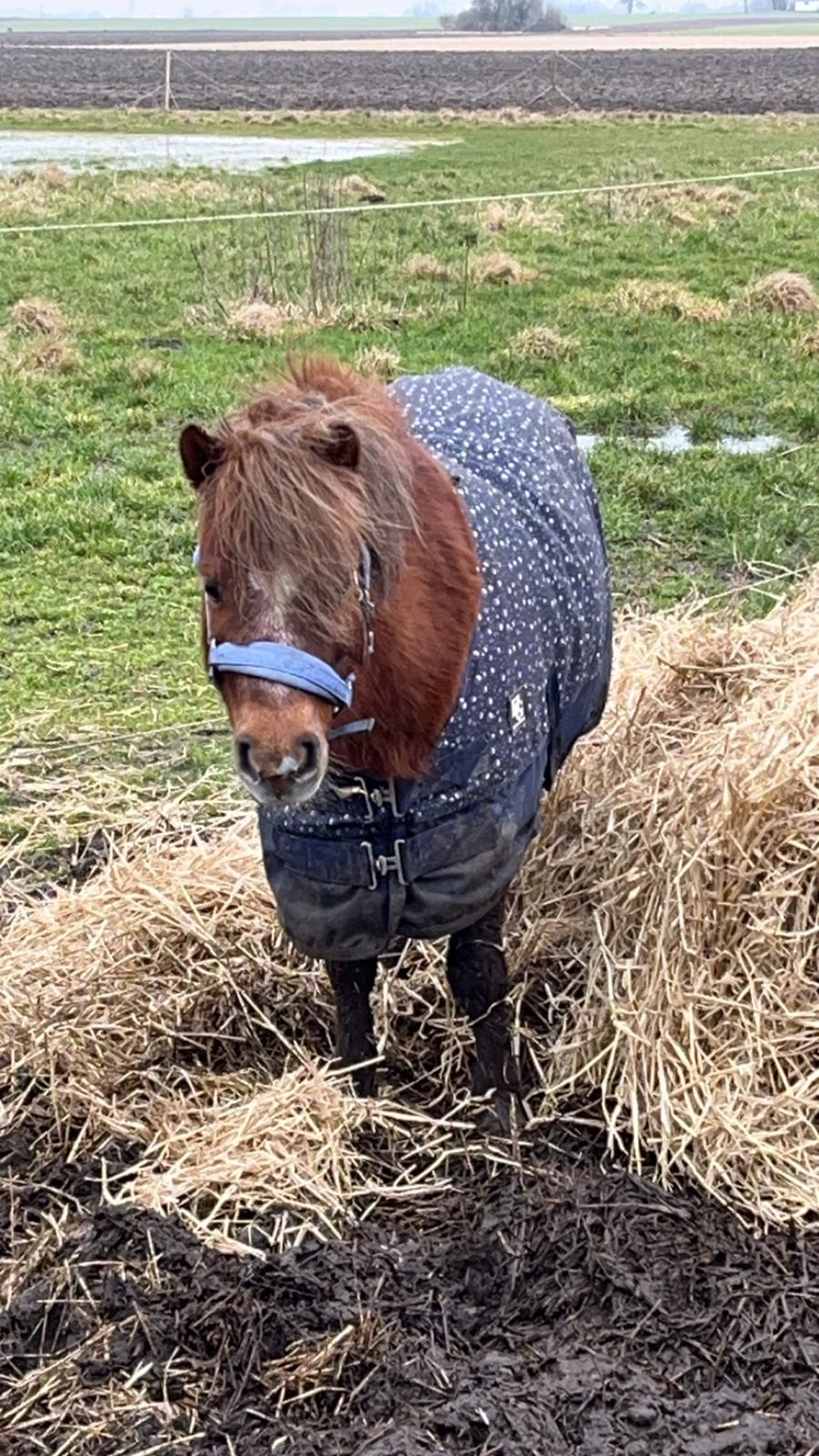 Dansk Miniature SØSTED'S RED MIDNIGHT STAR billede 19