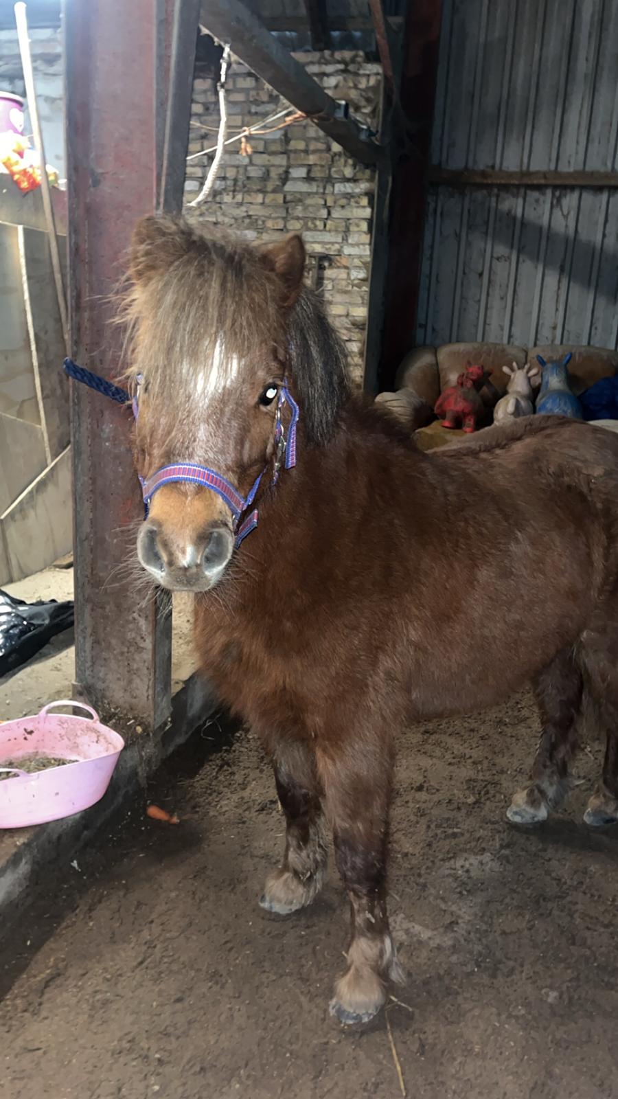 Dansk Miniature SØSTED'S RED MIDNIGHT STAR billede 20