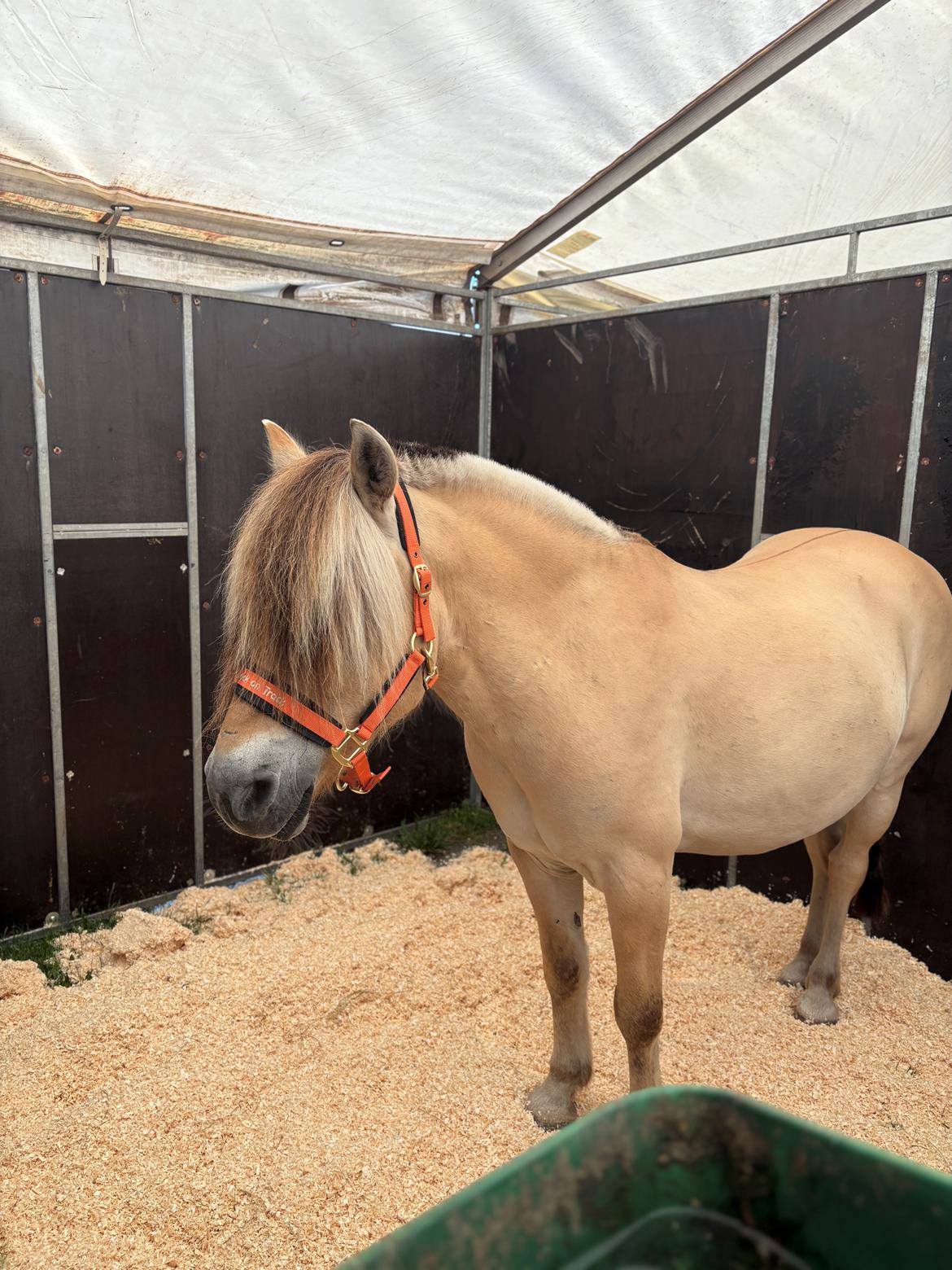 Anden særlig race SVEND billede 3