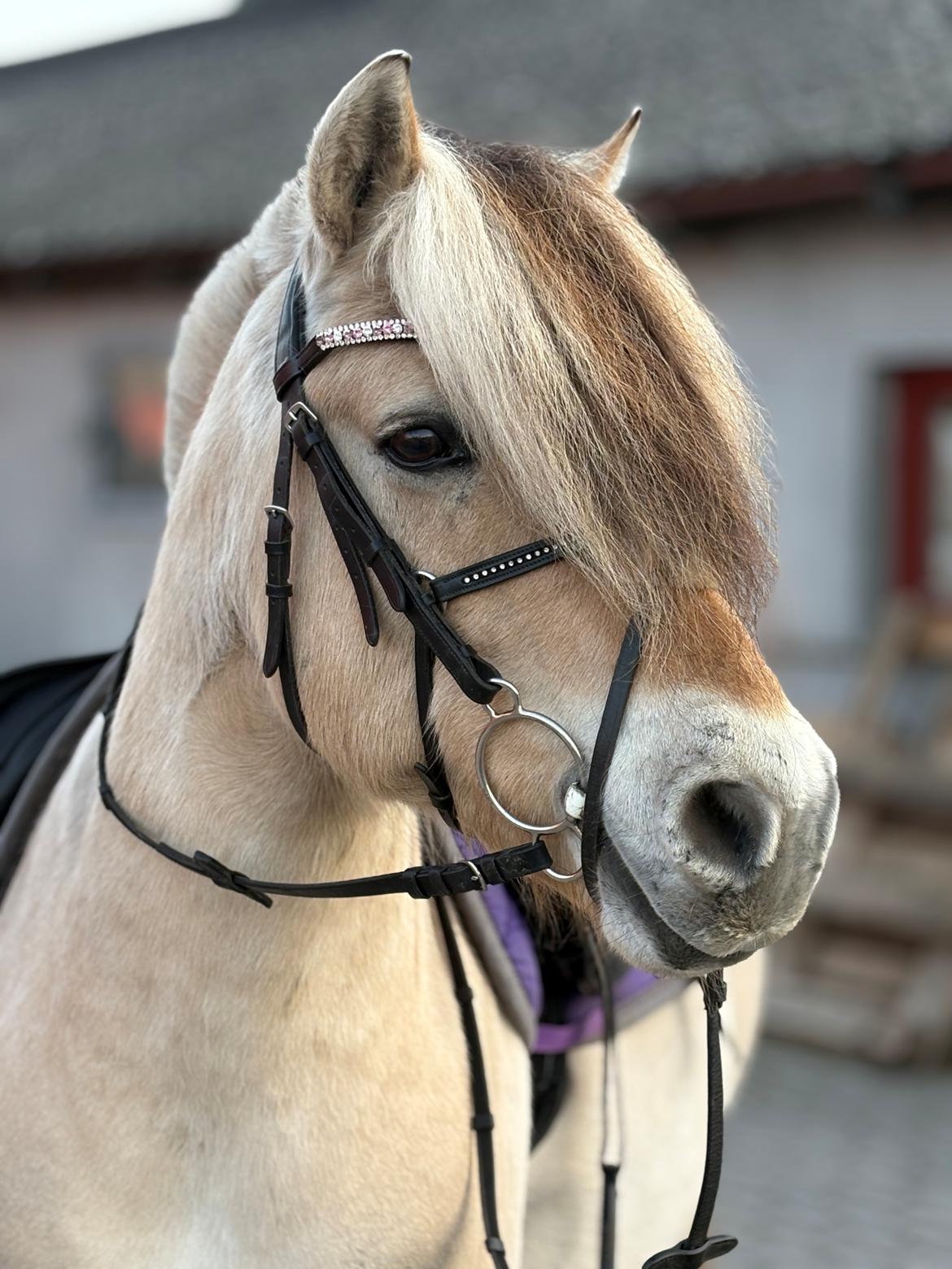 Anden særlig race SVEND billede 7