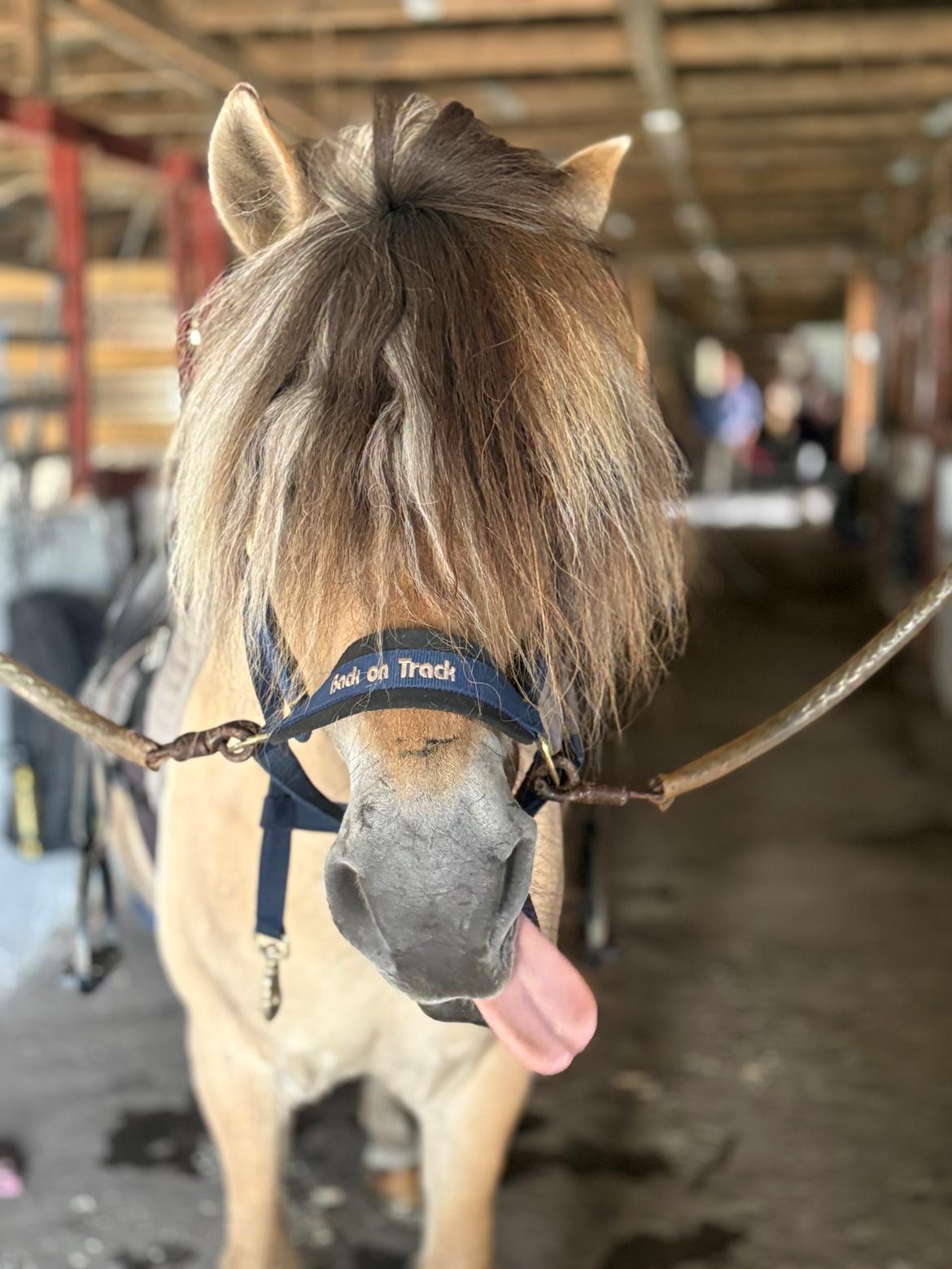 Anden særlig race SVEND billede 8