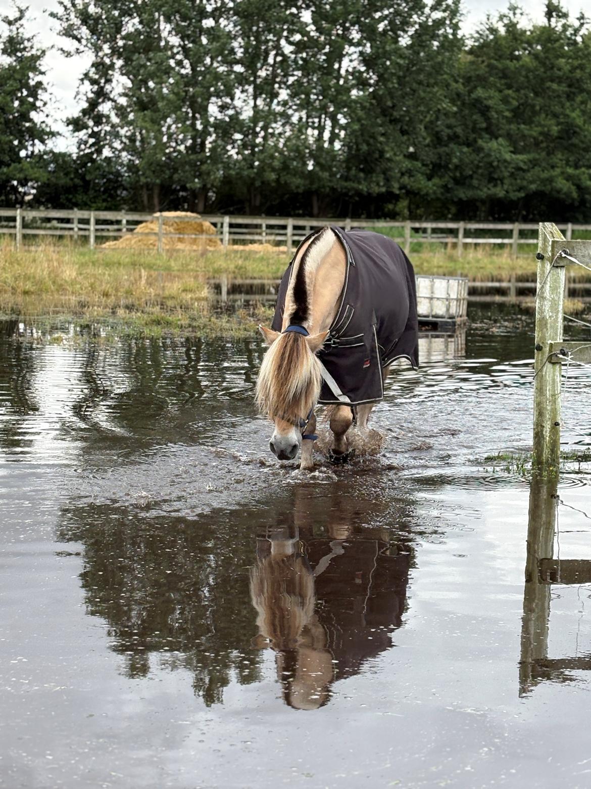 Anden særlig race SVEND billede 9