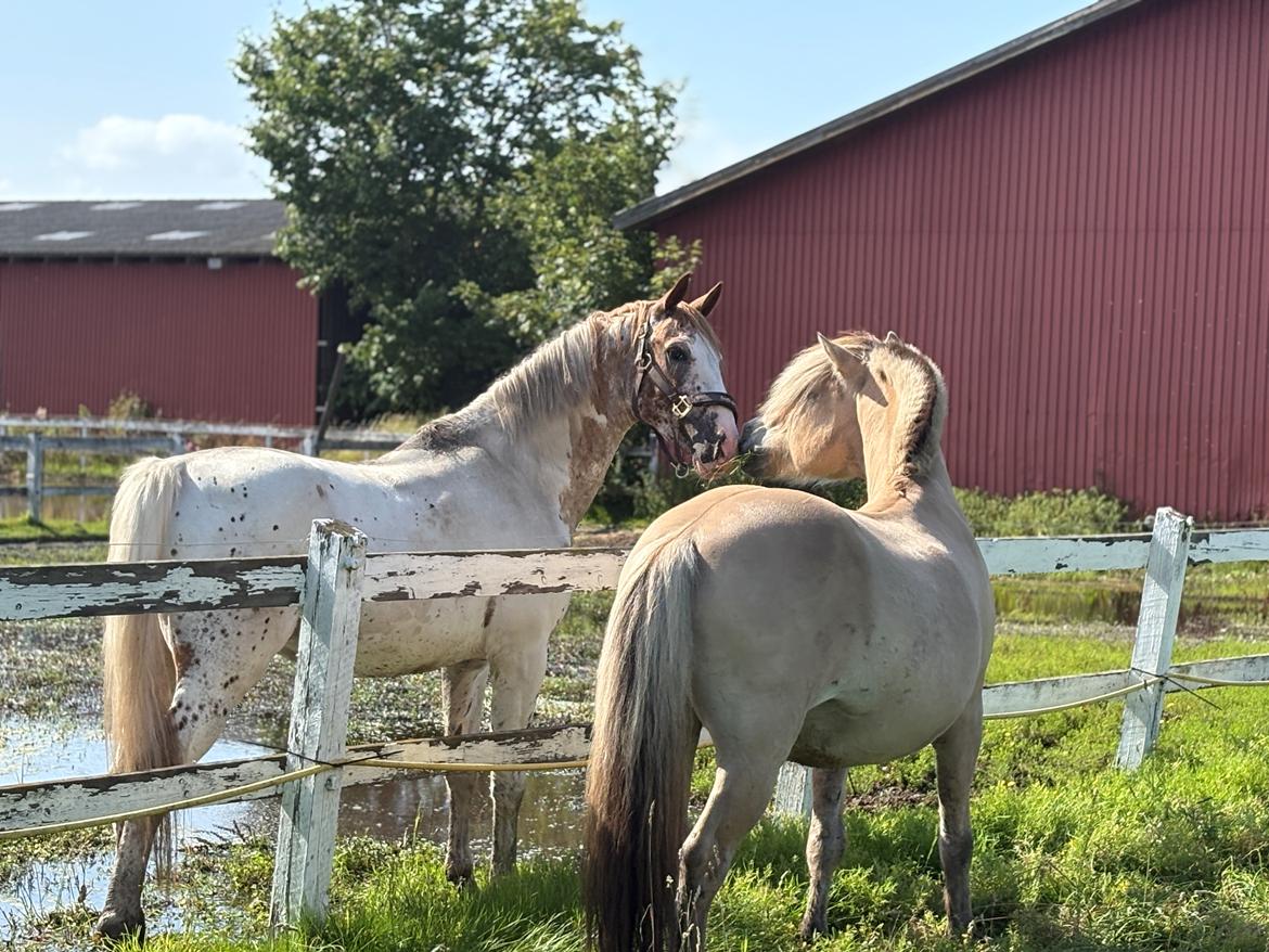 Anden særlig race SVEND billede 11