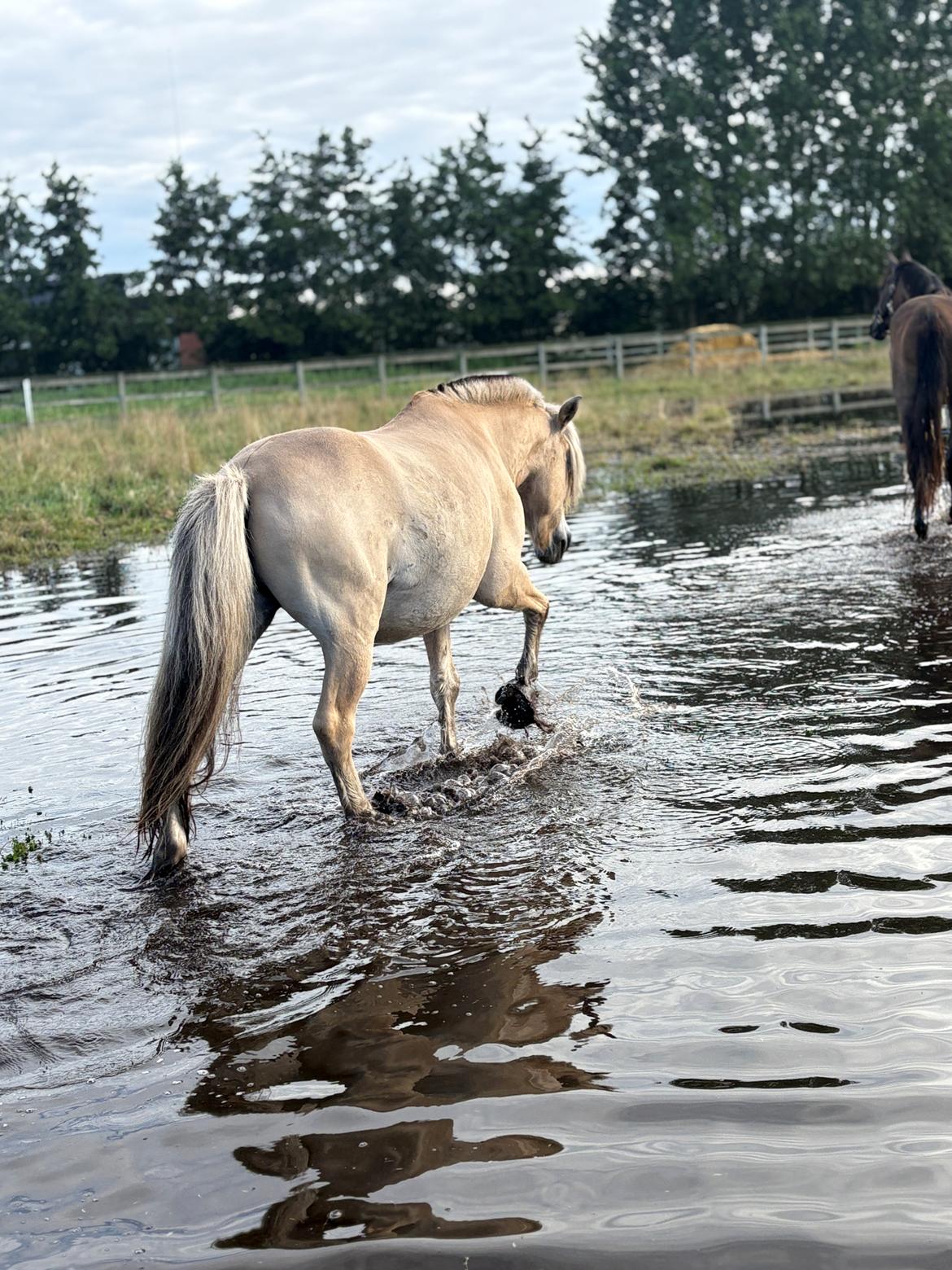 Anden særlig race SVEND billede 10