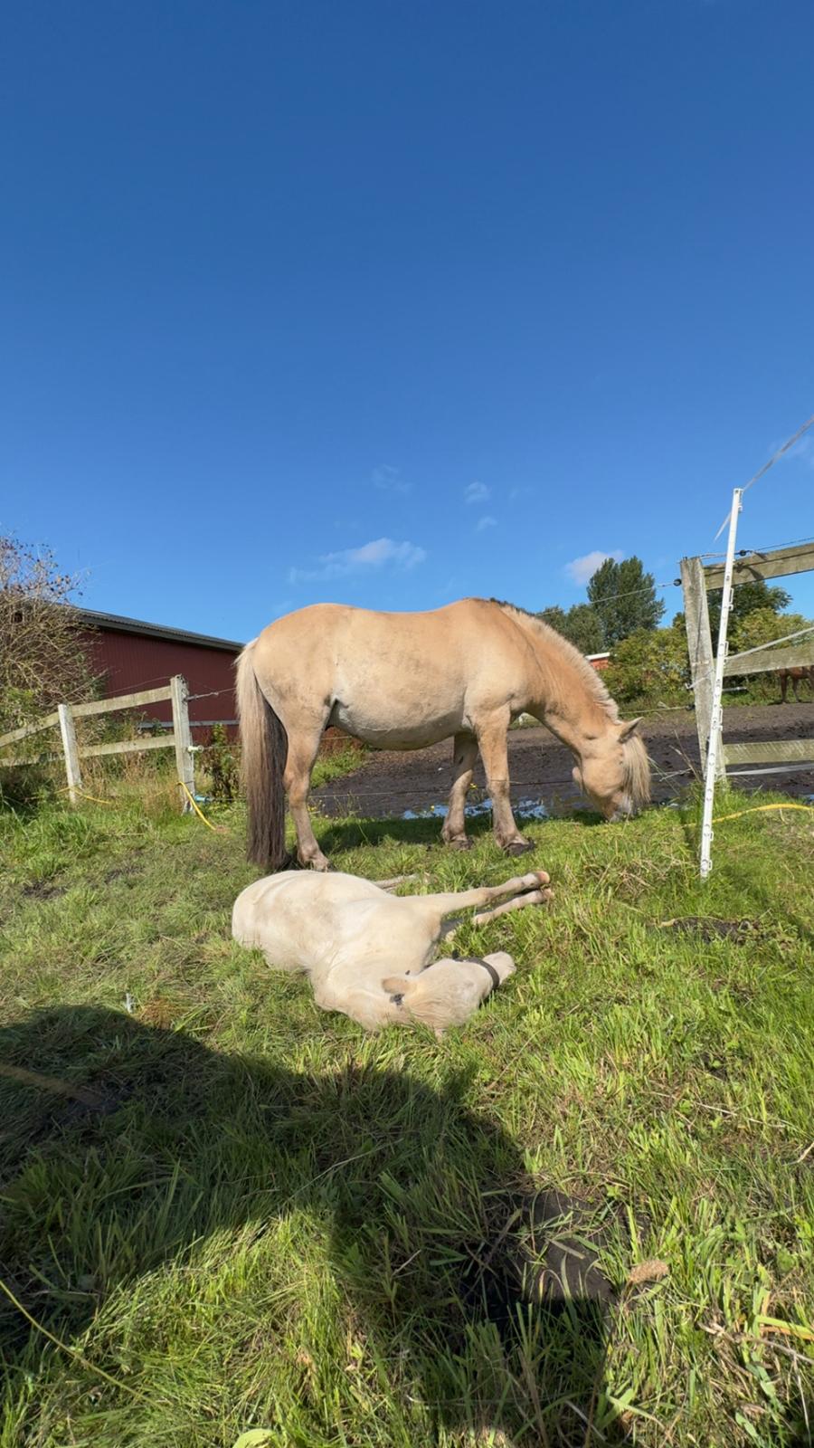 Anden særlig race SVEND billede 13