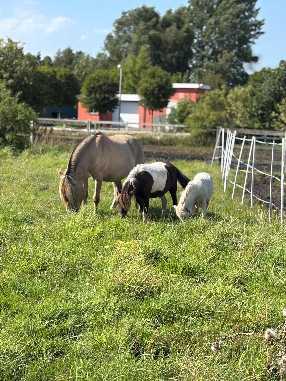 Anden særlig race SVEND billede 12
