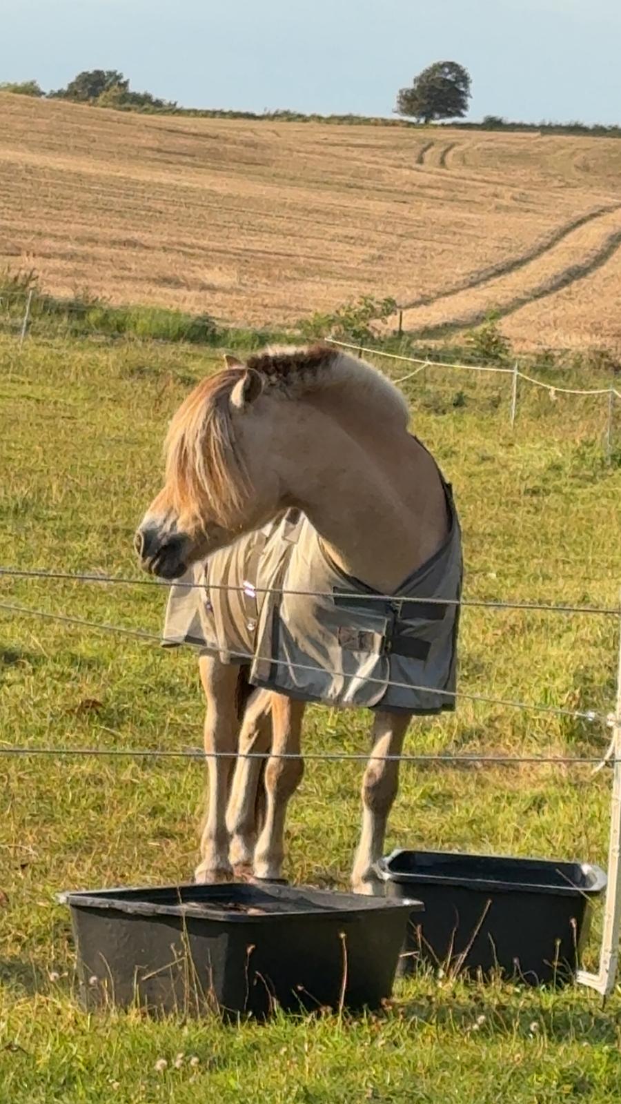 Anden særlig race SVEND billede 15