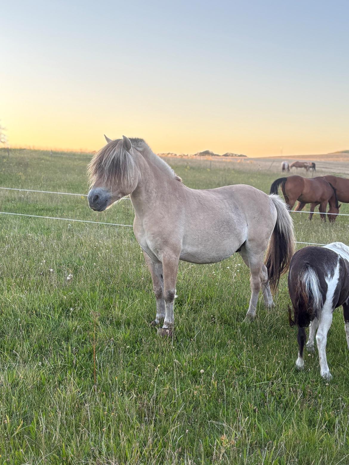 Anden særlig race SVEND billede 14