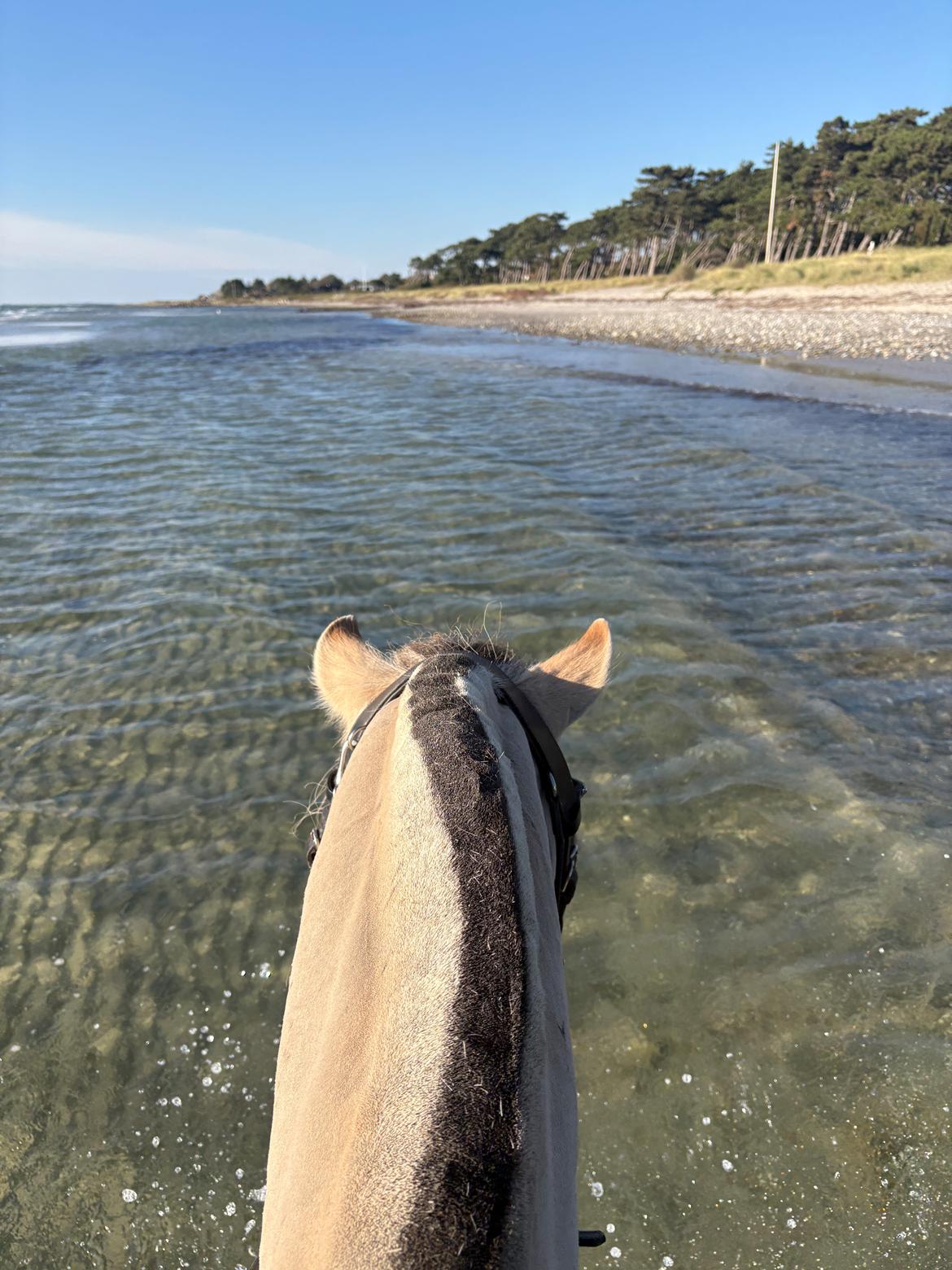 Anden særlig race SVEND billede 16