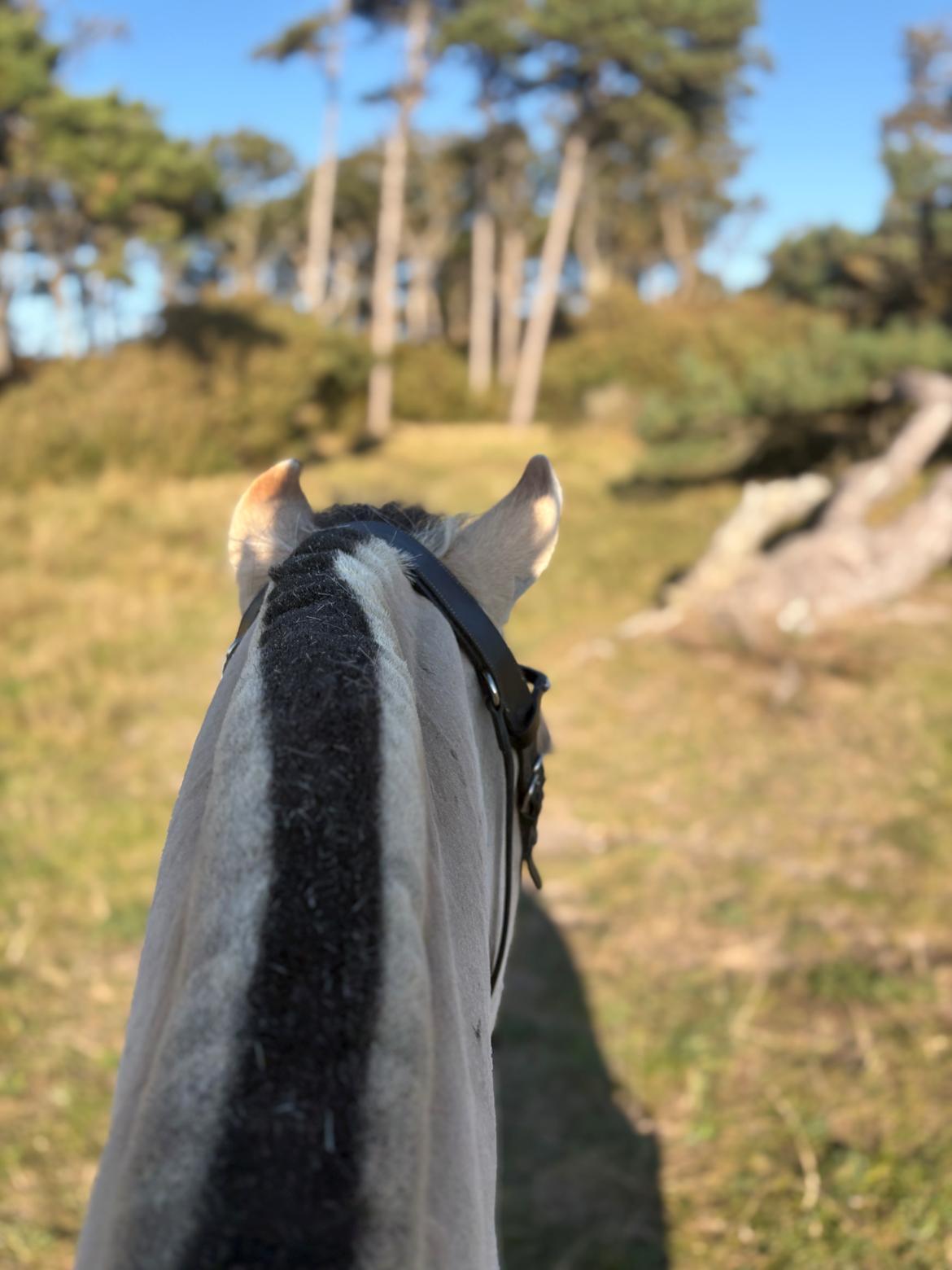 Anden særlig race SVEND billede 17