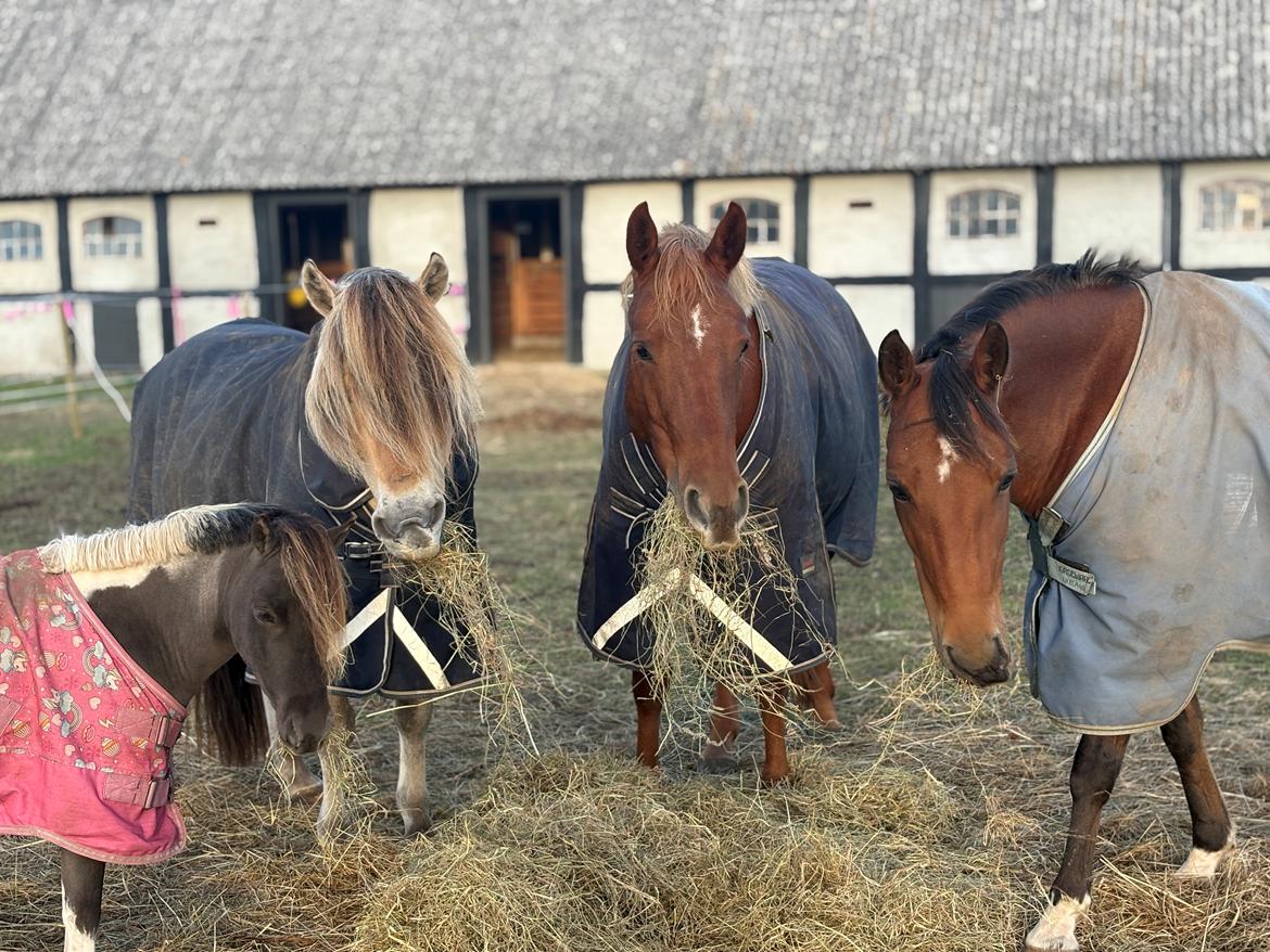 Anden særlig race SVEND billede 18