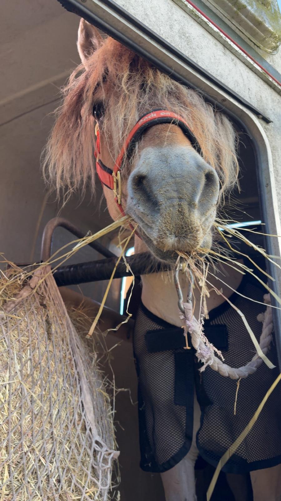 Anden særlig race SVEND billede 20