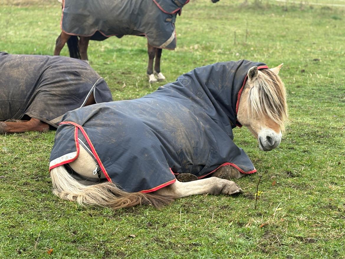 Anden særlig race SVEND billede 21