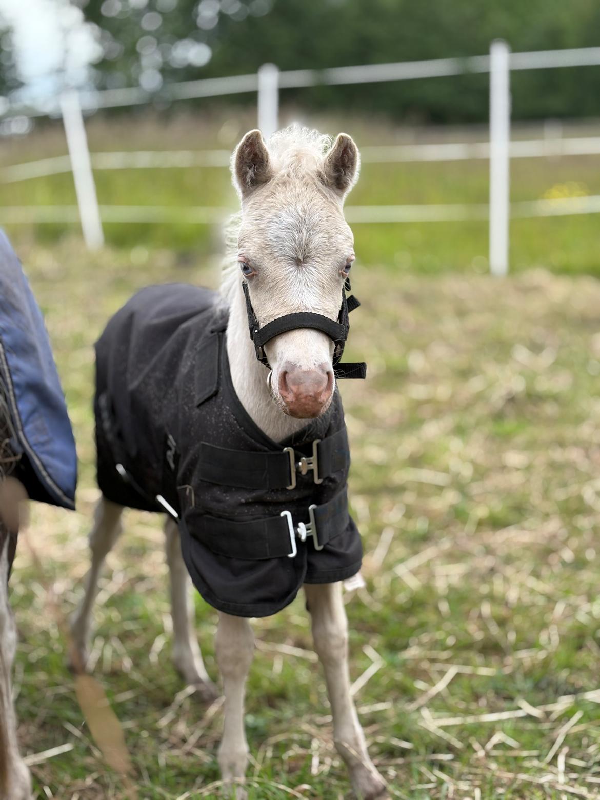 Welsh Partbred (Sec F) KDO'S MEMORY OF O'MALLEY billede 1