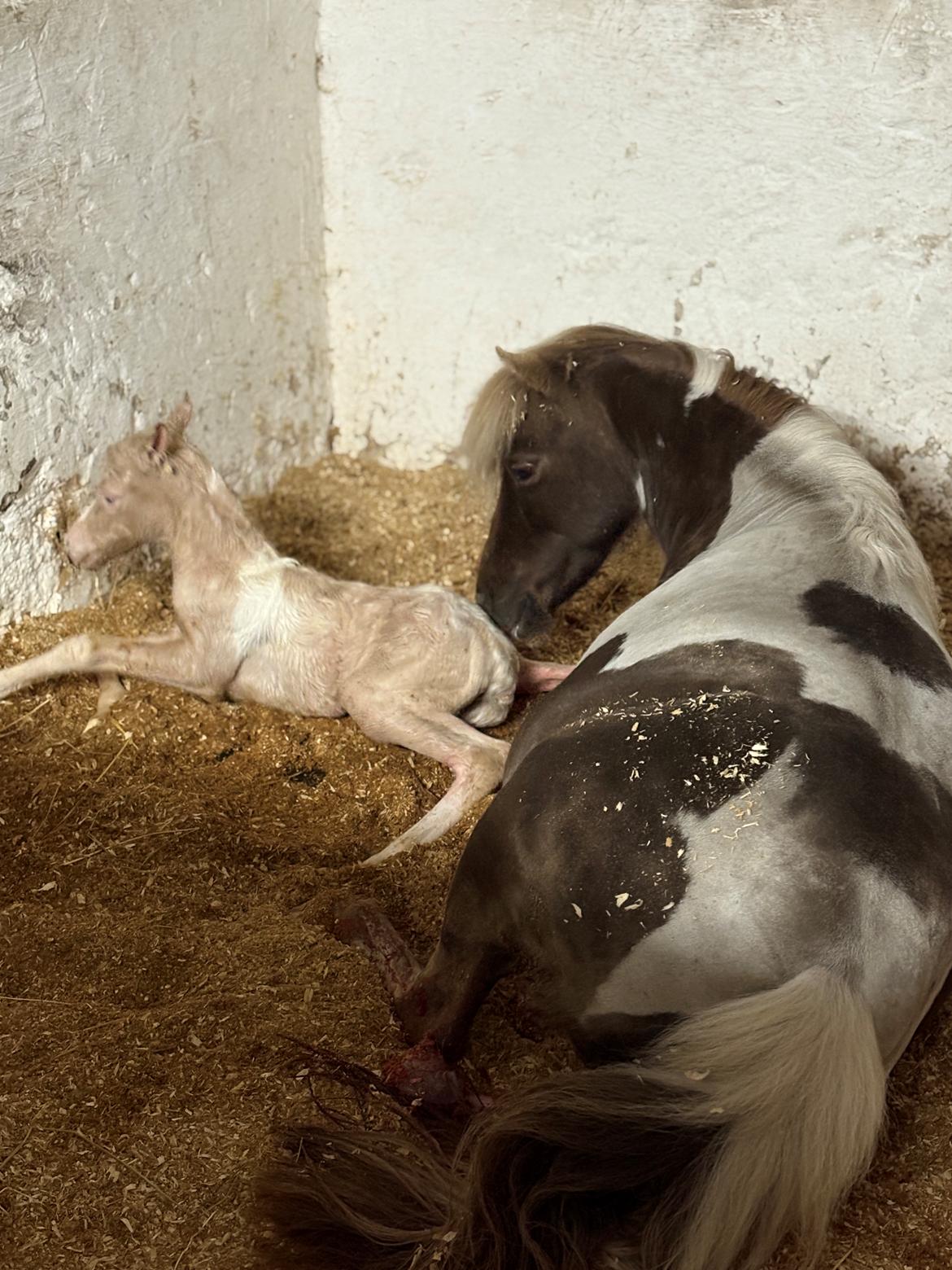 Welsh Partbred (Sec F) KDO'S MEMORY OF O'MALLEY billede 2