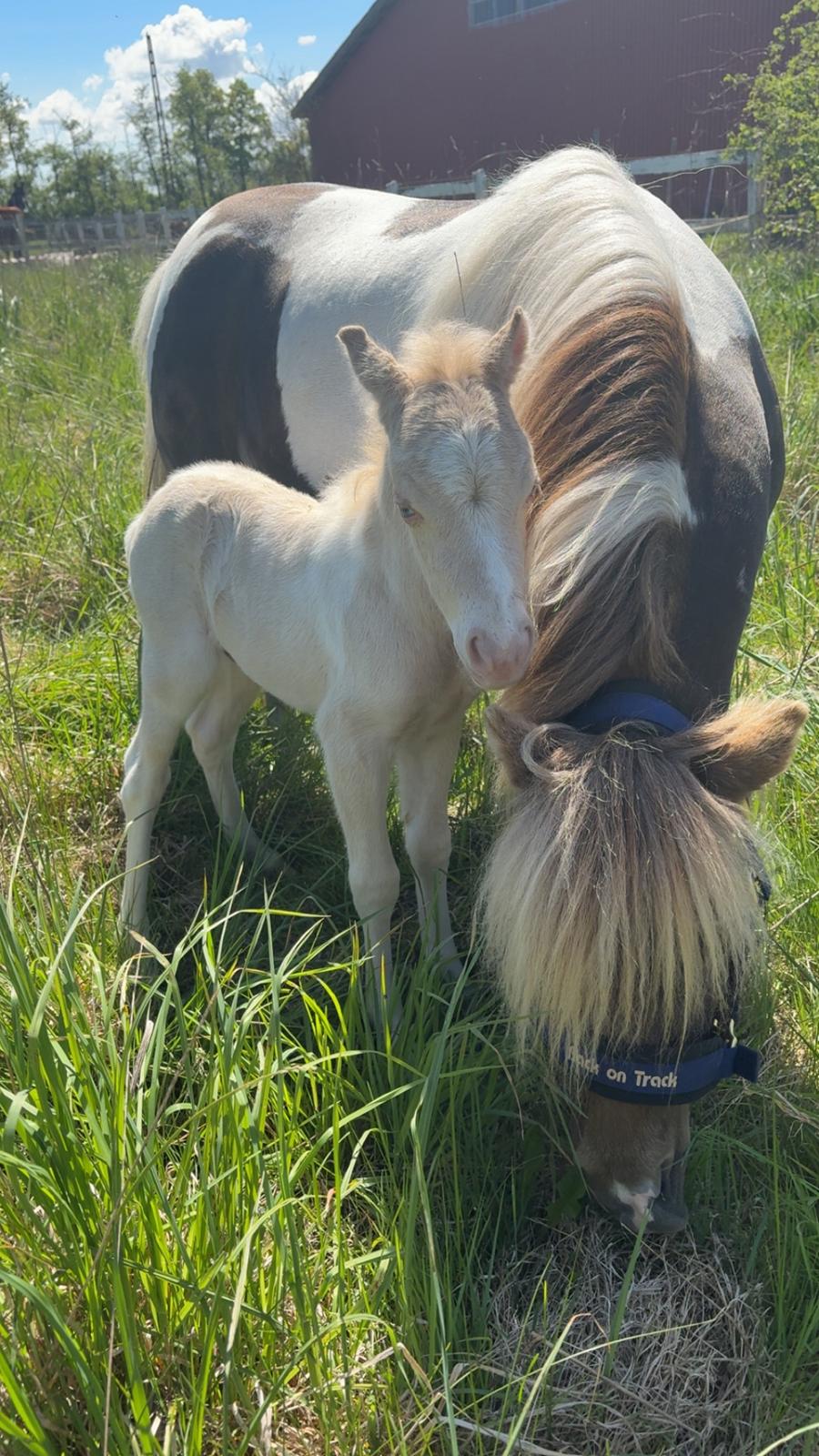 Welsh Partbred (Sec F) KDO'S MEMORY OF O'MALLEY billede 4