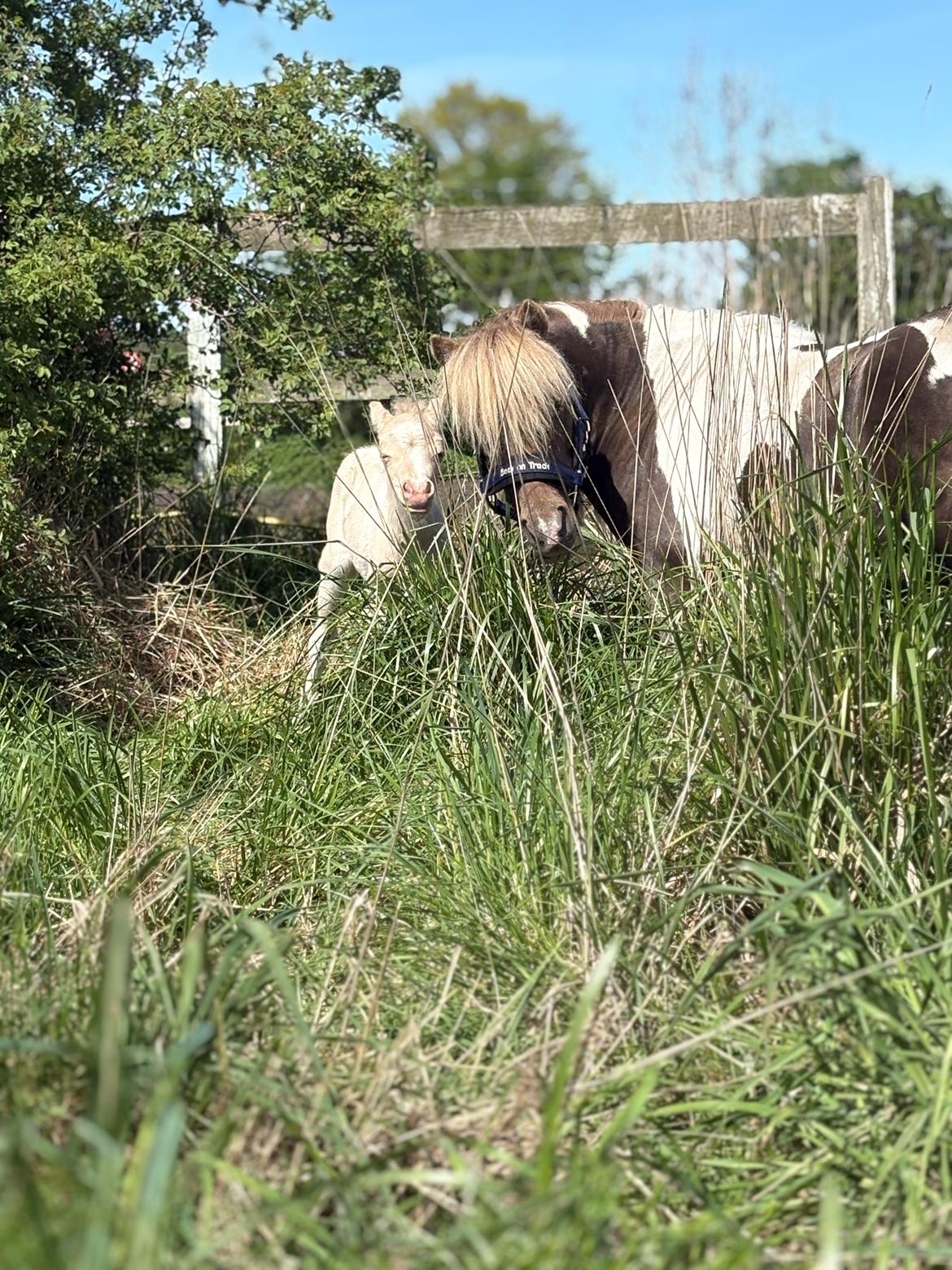 Welsh Partbred (Sec F) KDO'S MEMORY OF O'MALLEY billede 5
