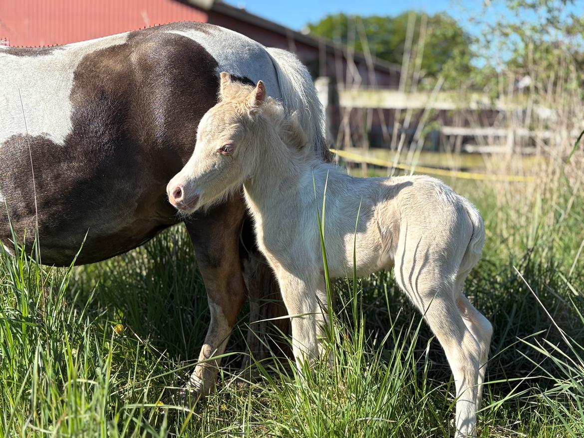 Welsh Partbred (Sec F) KDO'S MEMORY OF O'MALLEY billede 3