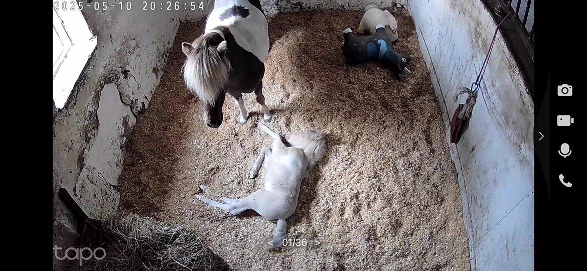 Welsh Partbred (Sec F) KDO'S MEMORY OF O'MALLEY billede 6