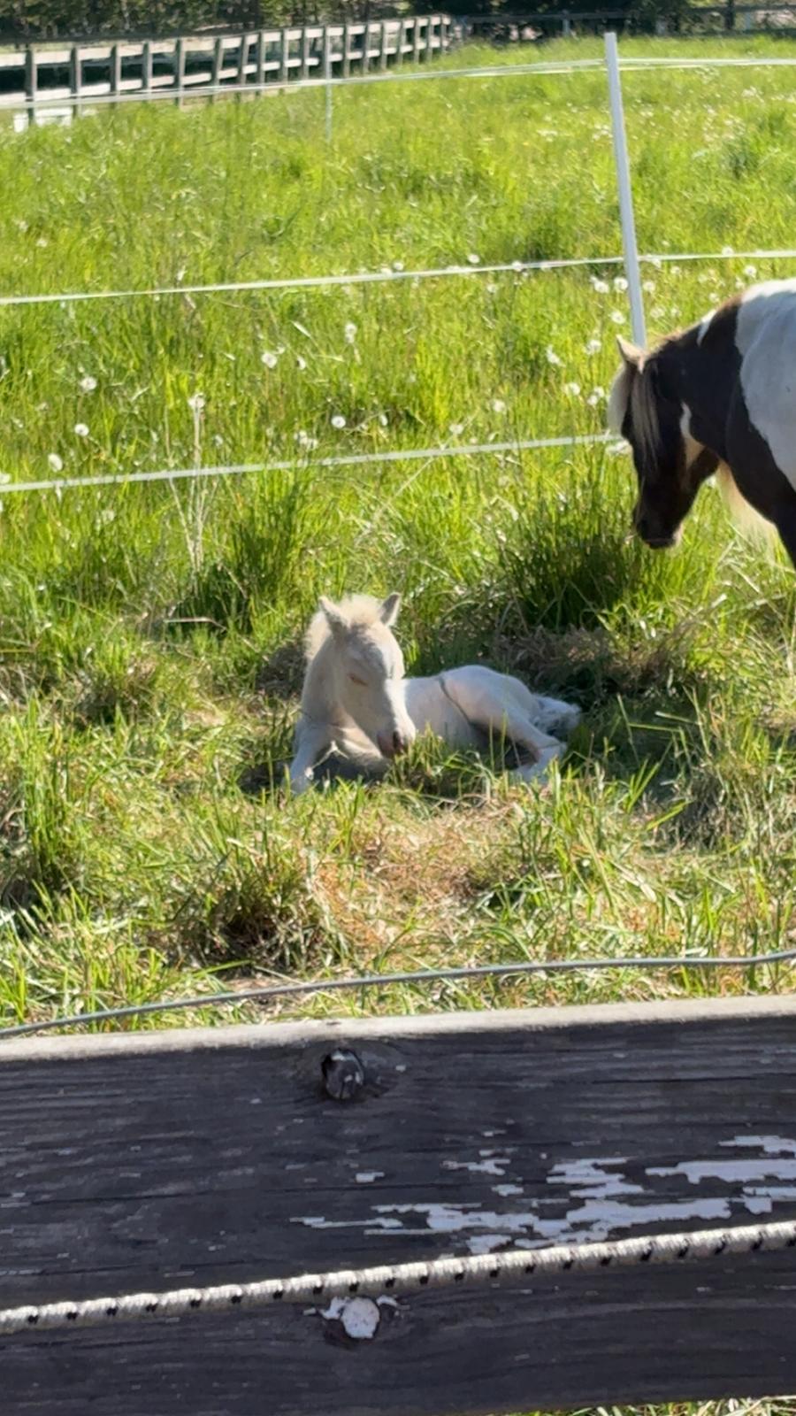 Welsh Partbred (Sec F) KDO'S MEMORY OF O'MALLEY billede 7