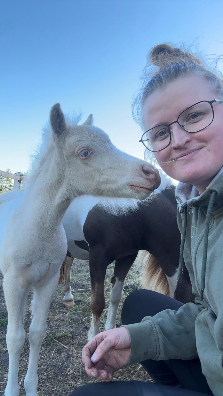 Welsh Partbred (Sec F) KDO'S MEMORY OF O'MALLEY billede 8