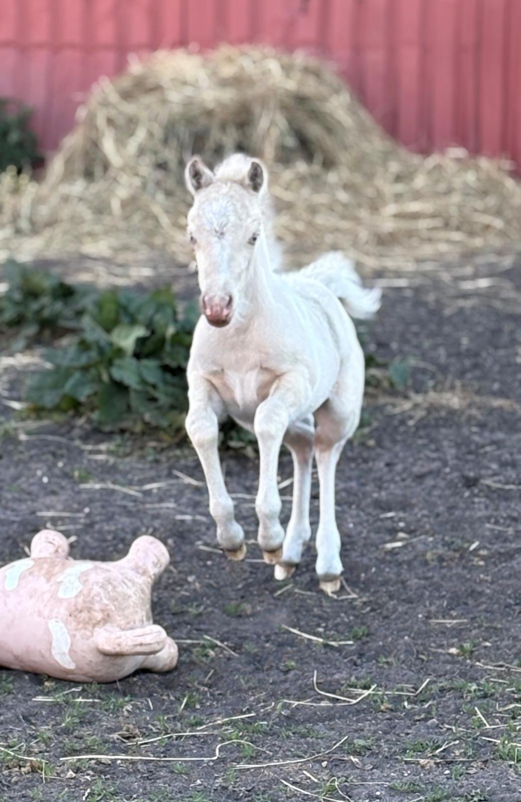Welsh Partbred (Sec F) KDO'S MEMORY OF O'MALLEY billede 9