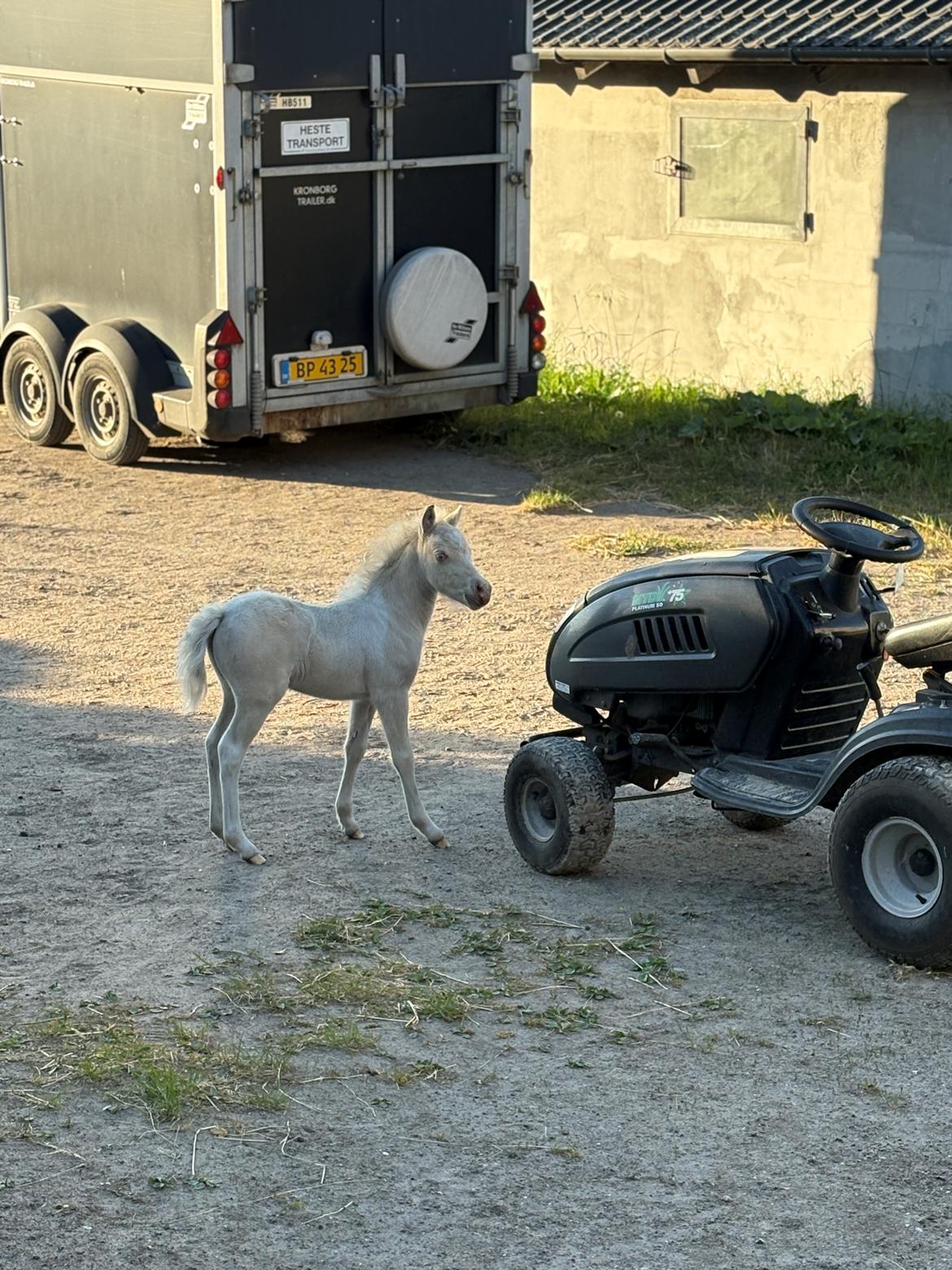 Welsh Partbred (Sec F) KDO'S MEMORY OF O'MALLEY billede 10