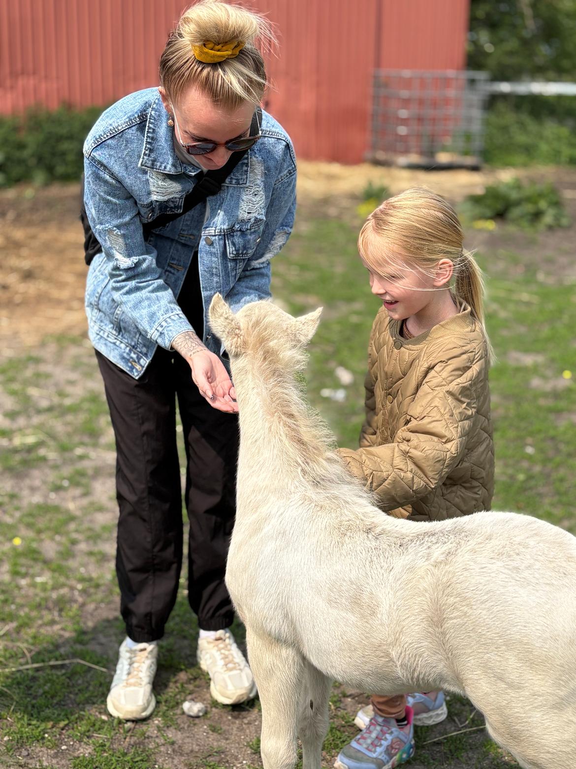 Welsh Partbred (Sec F) KDO'S MEMORY OF O'MALLEY billede 11