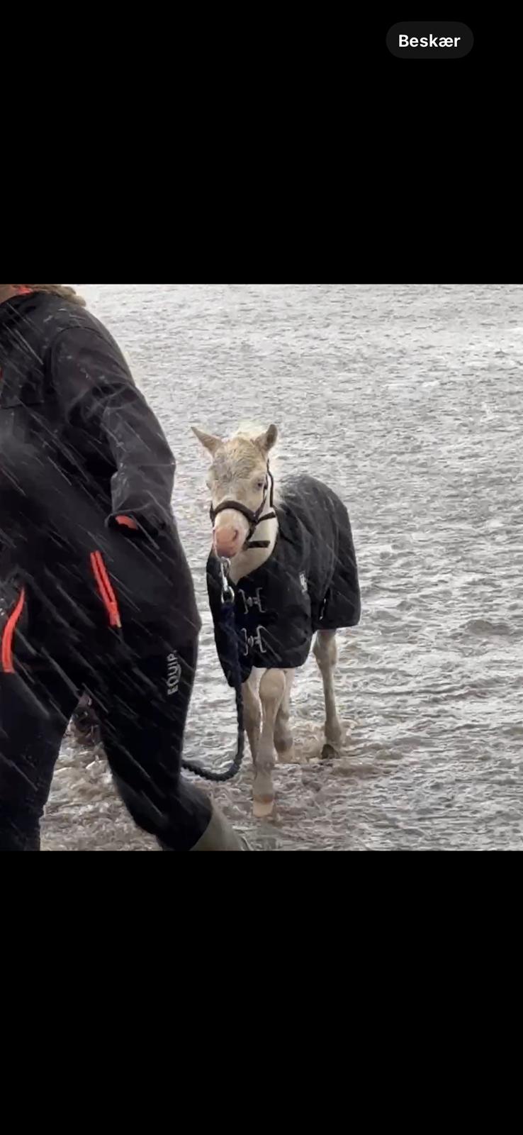 Welsh Partbred (Sec F) KDO'S MEMORY OF O'MALLEY billede 13