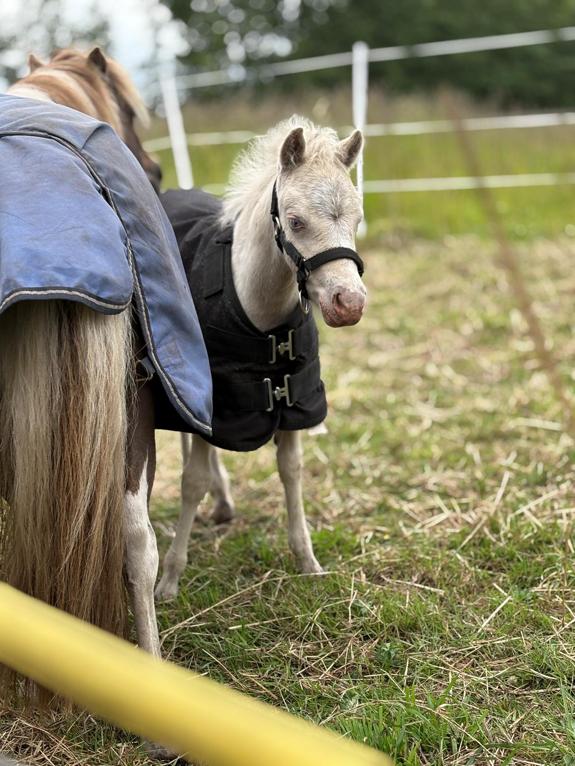 Welsh Partbred (Sec F) KDO'S MEMORY OF O'MALLEY billede 12