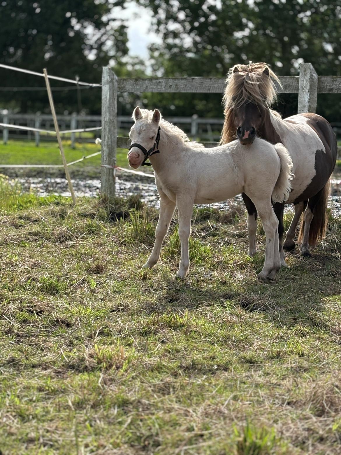 Welsh Partbred (Sec F) KDO'S MEMORY OF O'MALLEY billede 14
