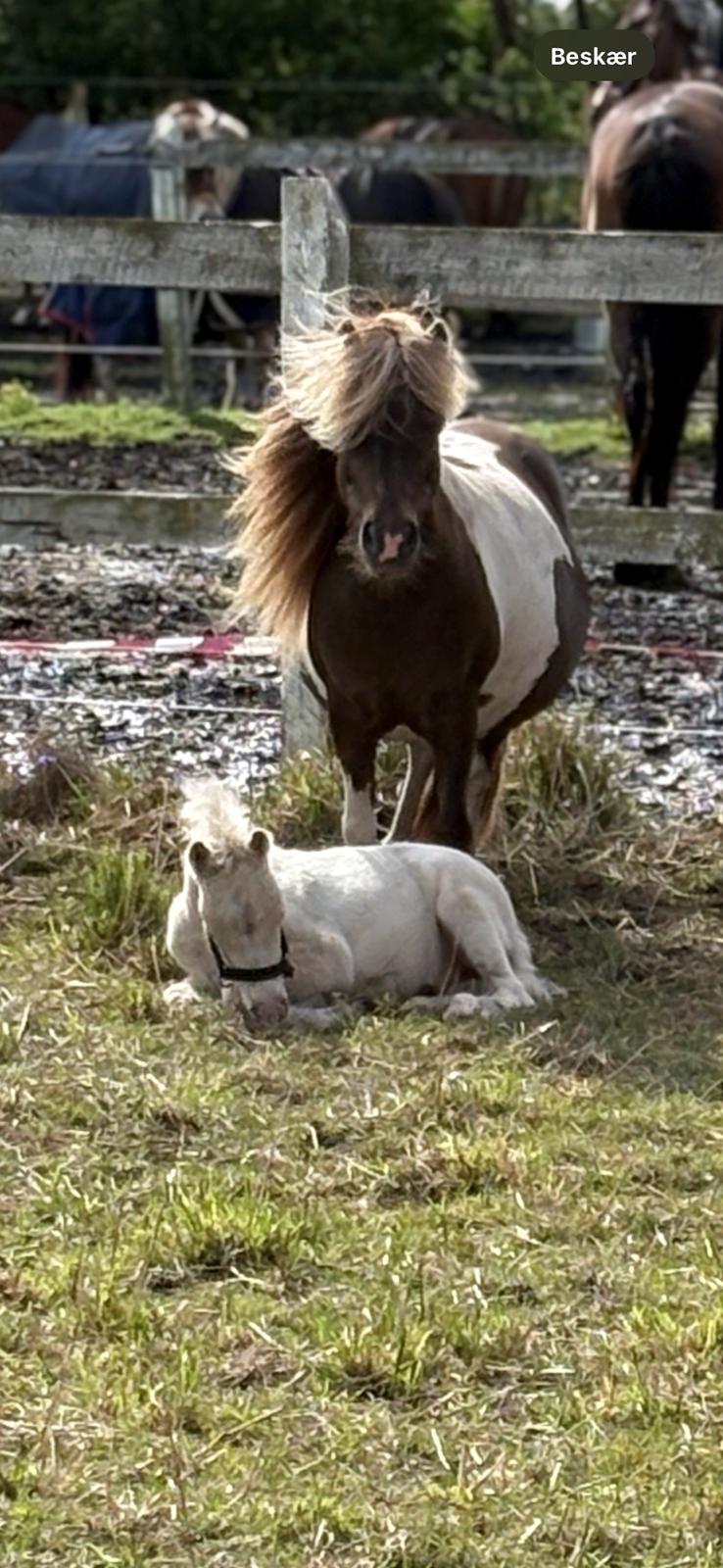 Welsh Partbred (Sec F) KDO'S MEMORY OF O'MALLEY billede 15