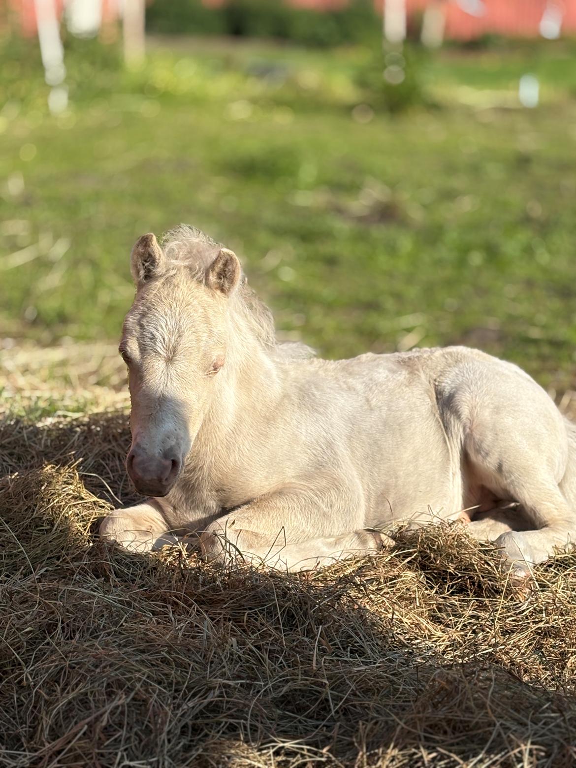 Welsh Partbred (Sec F) KDO'S MEMORY OF O'MALLEY billede 16