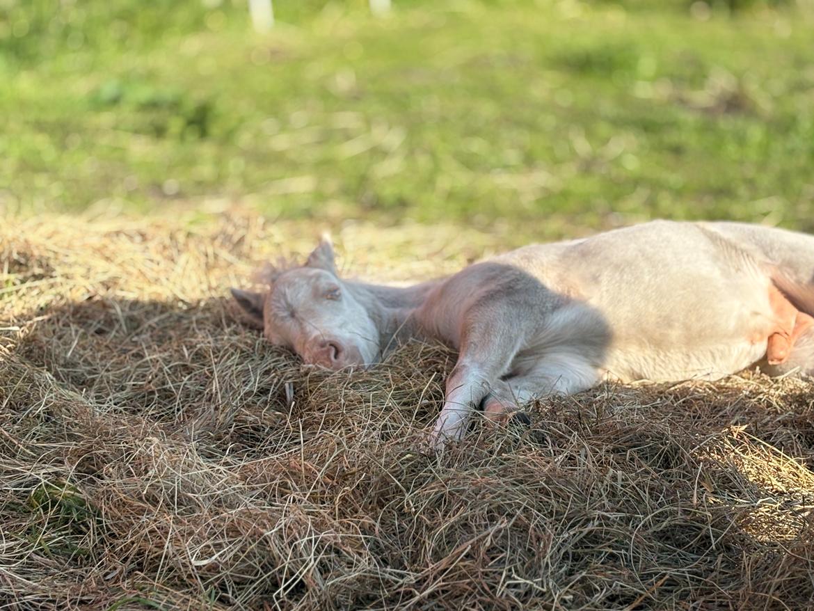 Welsh Partbred (Sec F) KDO'S MEMORY OF O'MALLEY billede 17