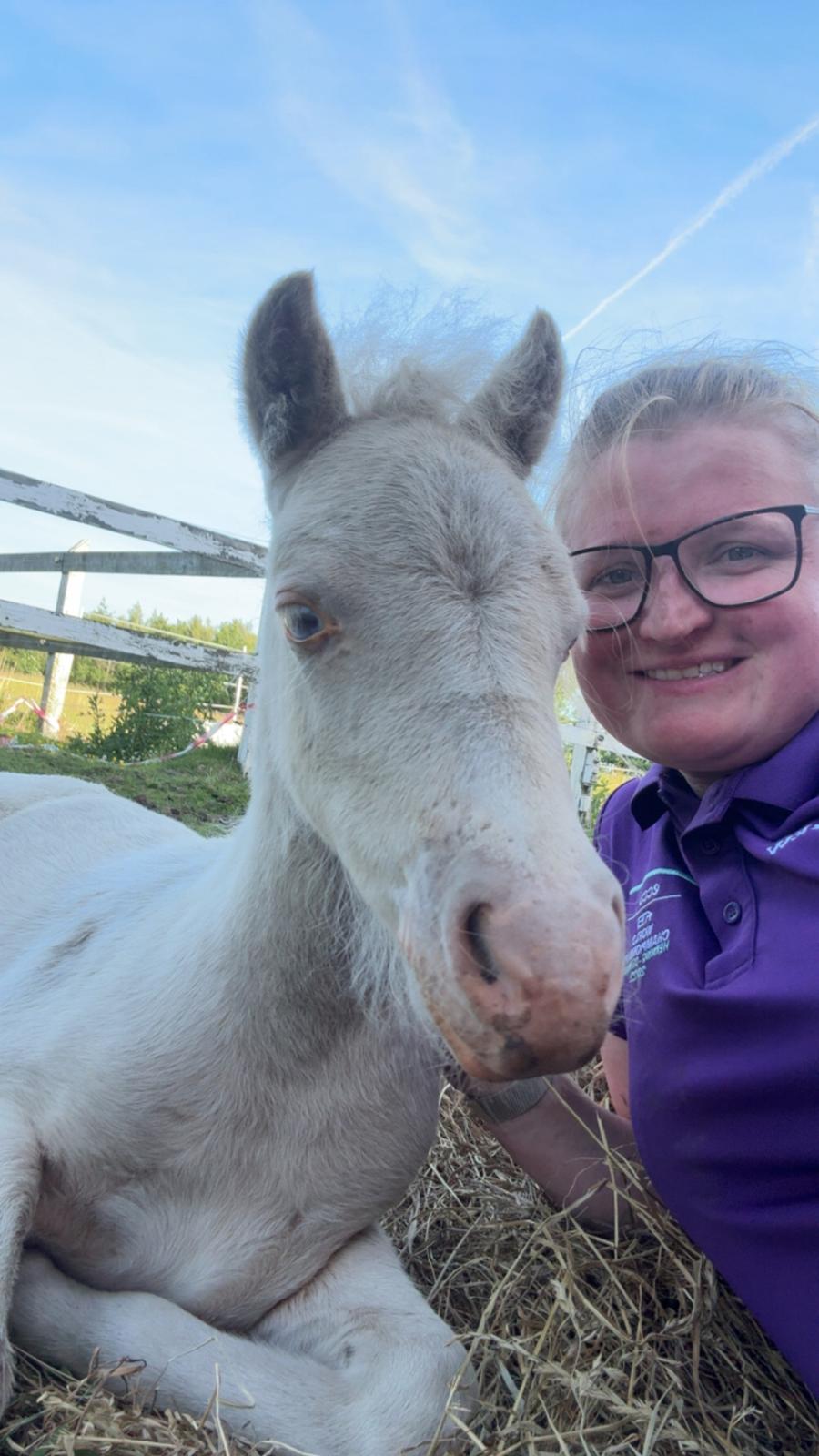 Welsh Partbred (Sec F) KDO'S MEMORY OF O'MALLEY billede 19