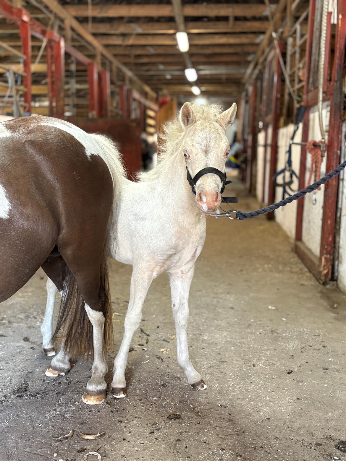 Welsh Partbred (Sec F) KDO'S MEMORY OF O'MALLEY billede 18