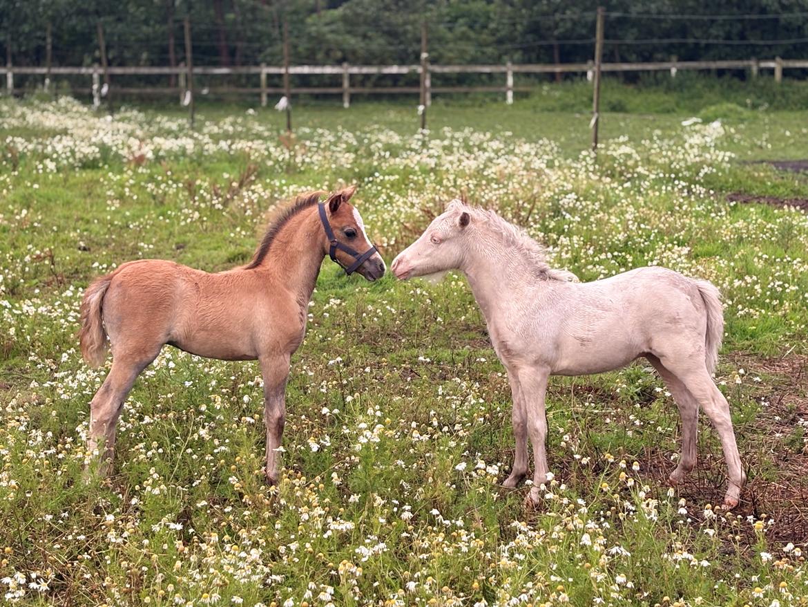 Welsh Partbred (Sec F) KDO'S MEMORY OF O'MALLEY billede 20