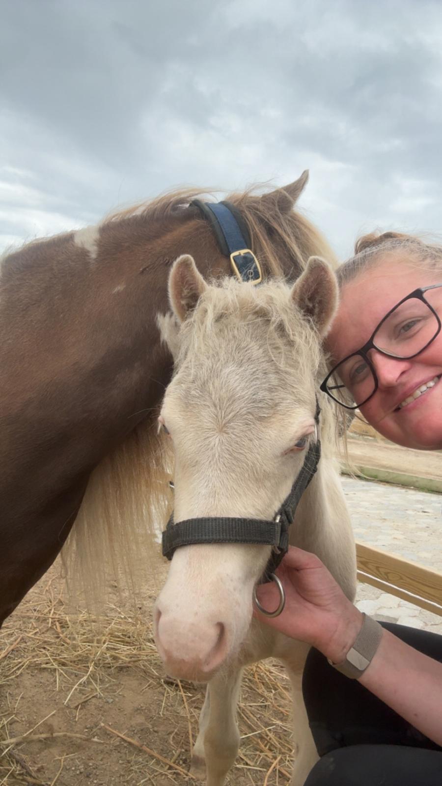 Welsh Partbred (Sec F) KDO'S MEMORY OF O'MALLEY billede 22