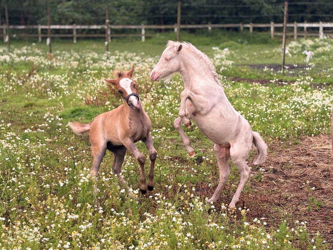 Welsh Partbred (Sec F) KDO'S MEMORY OF O'MALLEY billede 21