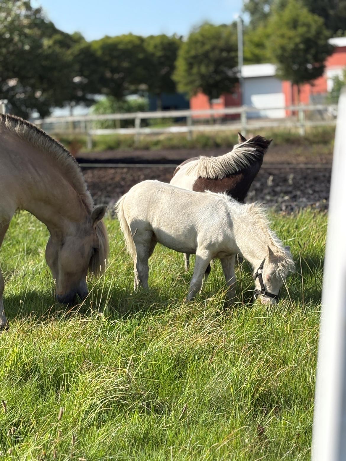 Welsh Partbred (Sec F) KDO'S MEMORY OF O'MALLEY billede 23