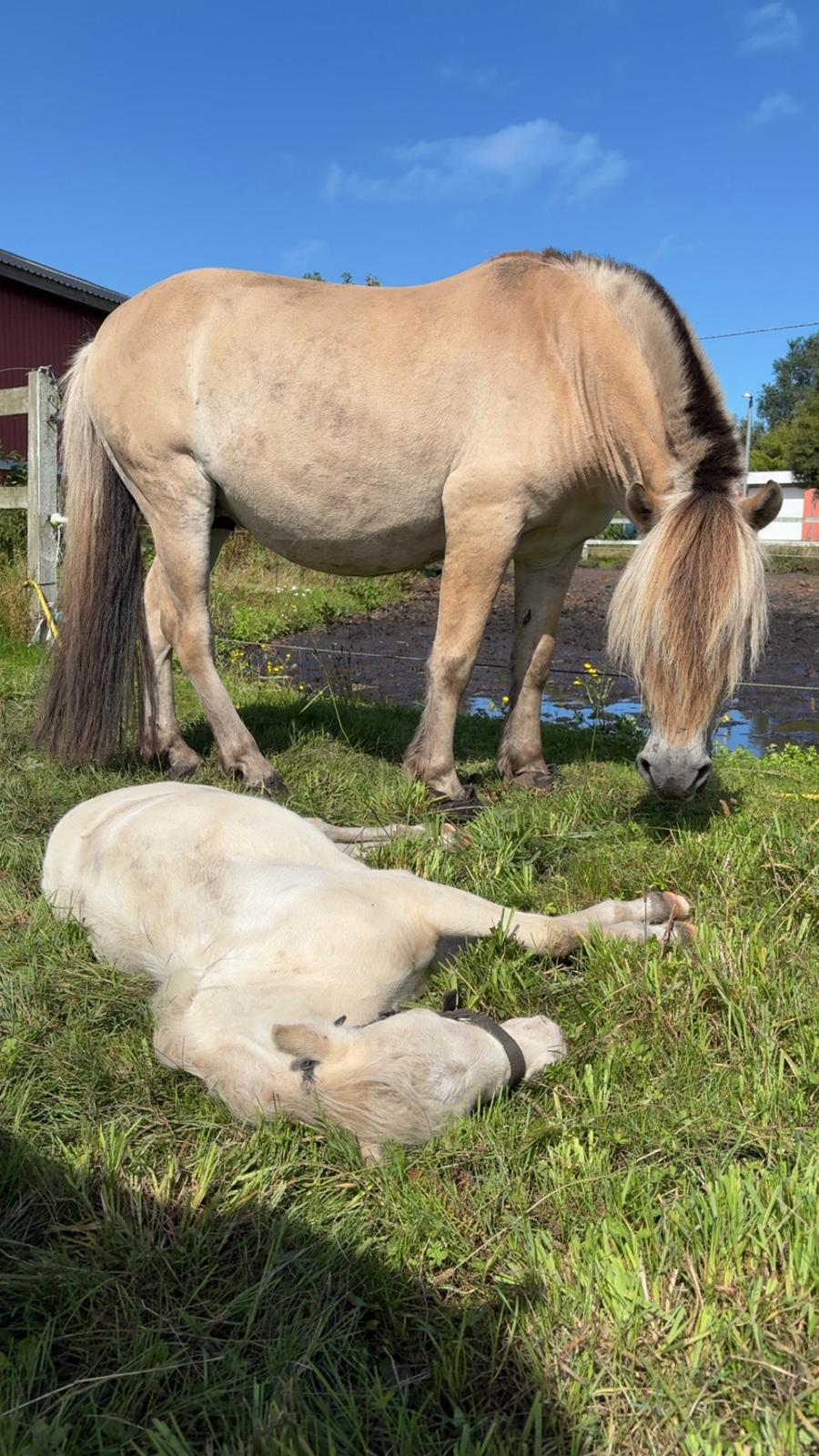 Welsh Partbred (Sec F) KDO'S MEMORY OF O'MALLEY billede 25