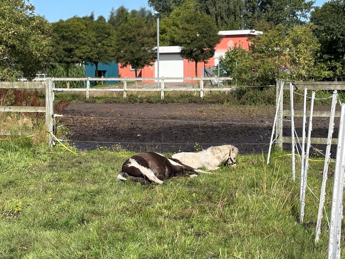 Welsh Partbred (Sec F) KDO'S MEMORY OF O'MALLEY billede 24