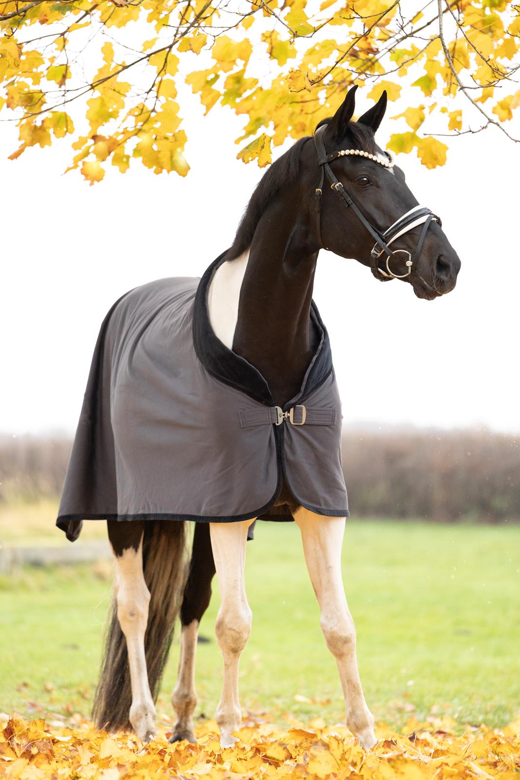 Pinto Haurums Rock Mann aka Rocky billede 2