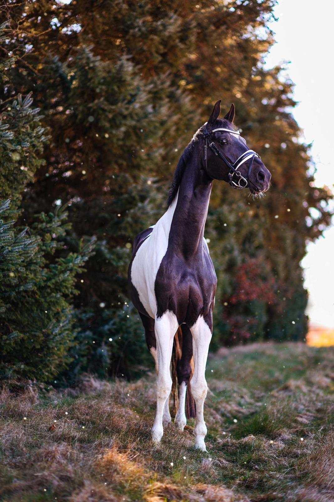Pinto Haurums Rock Mann aka Rocky billede 3