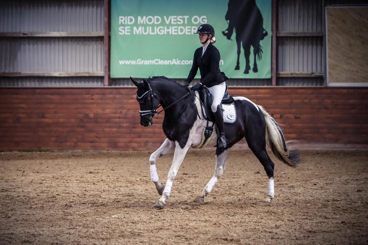 Pinto Haurums Rock Mann aka Rocky billede 1